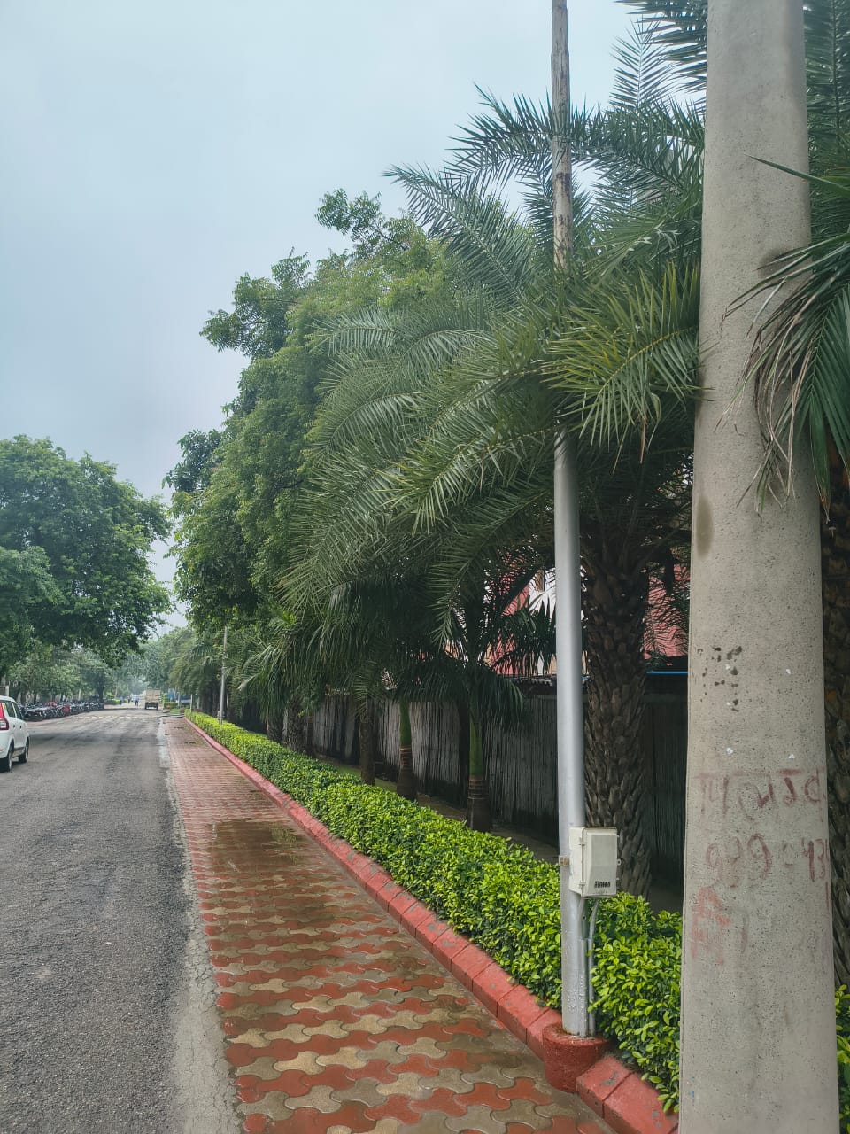 Tree-lined avenue near Medico Electrodes